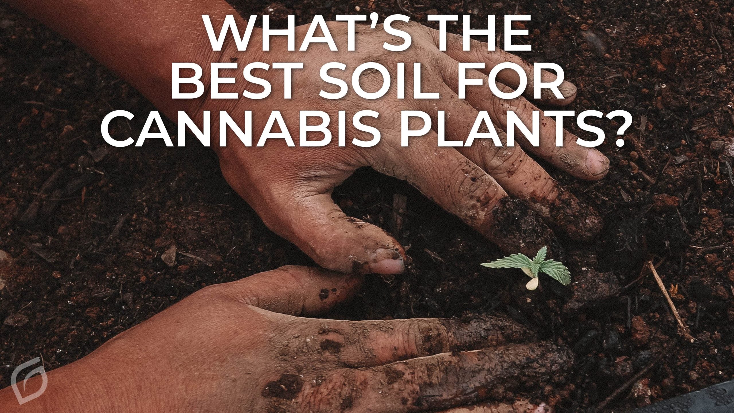 What's the Best Soil for Cannabis Plants?  Grove Bags