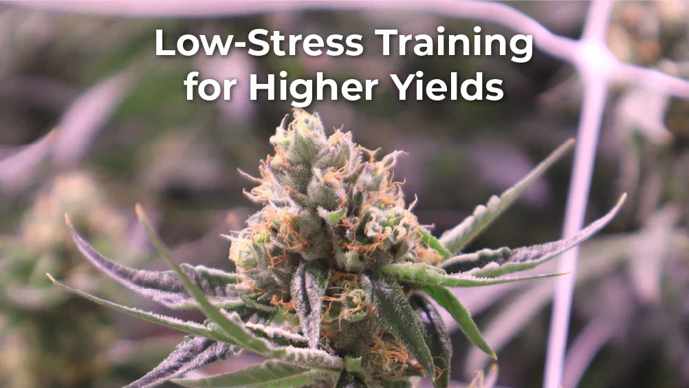 Low-Stress Training (LST) Cannabis: Bending to Boost Yields  Grove Bags