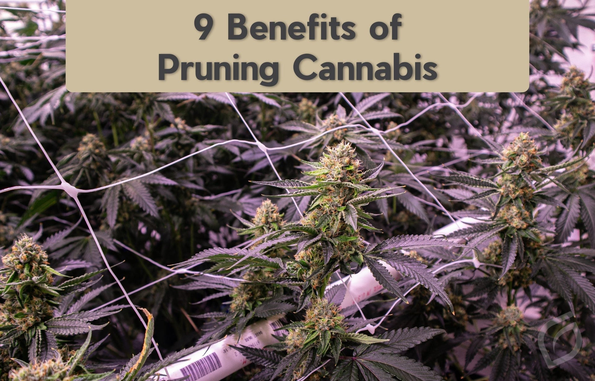9 Benefits of Pruning Cannabis  Grove Bags