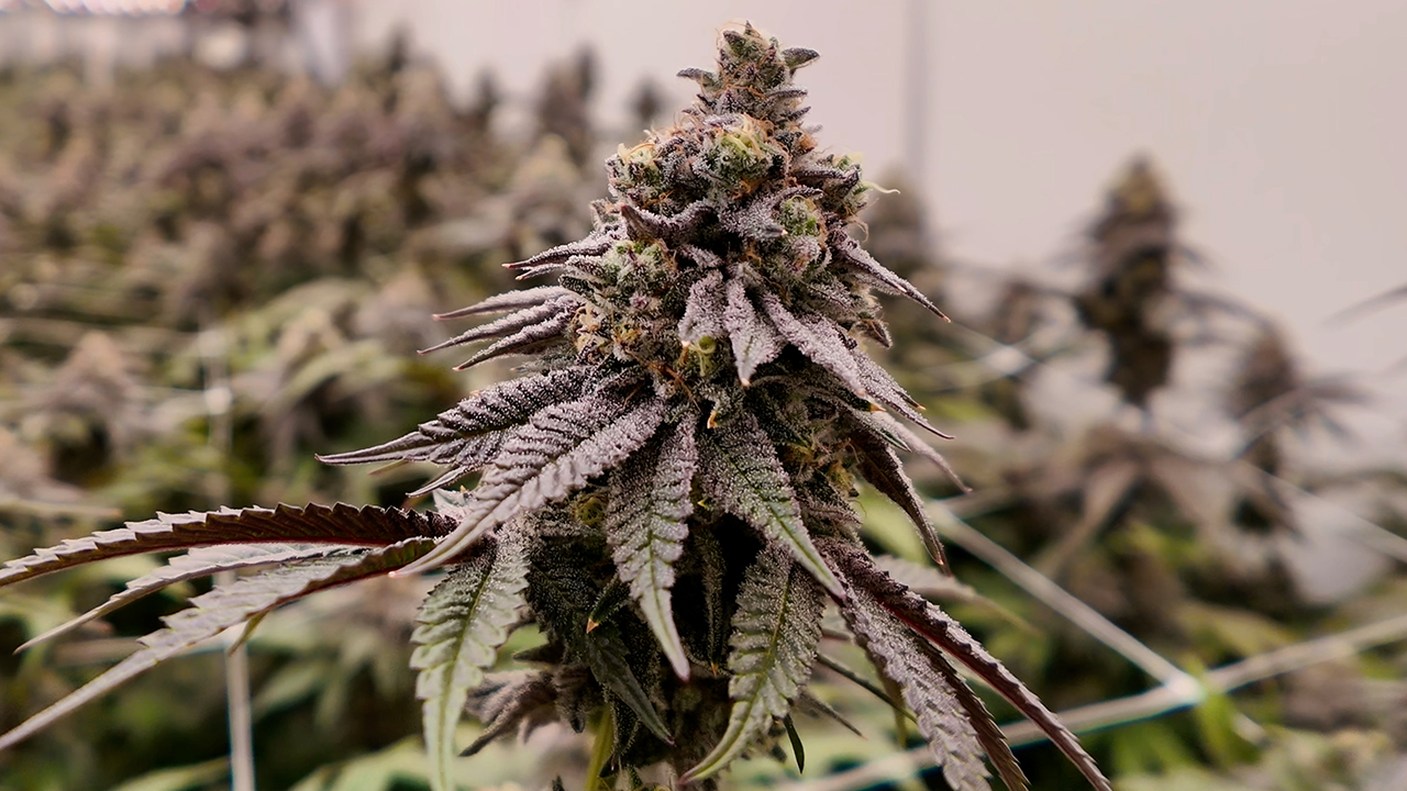 Behind the Bag: How Arise Cannabis Is Re-Engineering Freshness in Oregon