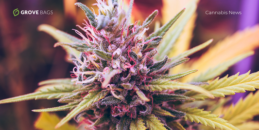 5 Most Hyped Strains of Summer