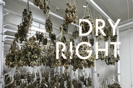 How to Dry Weed the Right Way