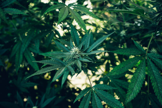 Should You Worry About Dew Point When Drying Cannabis?