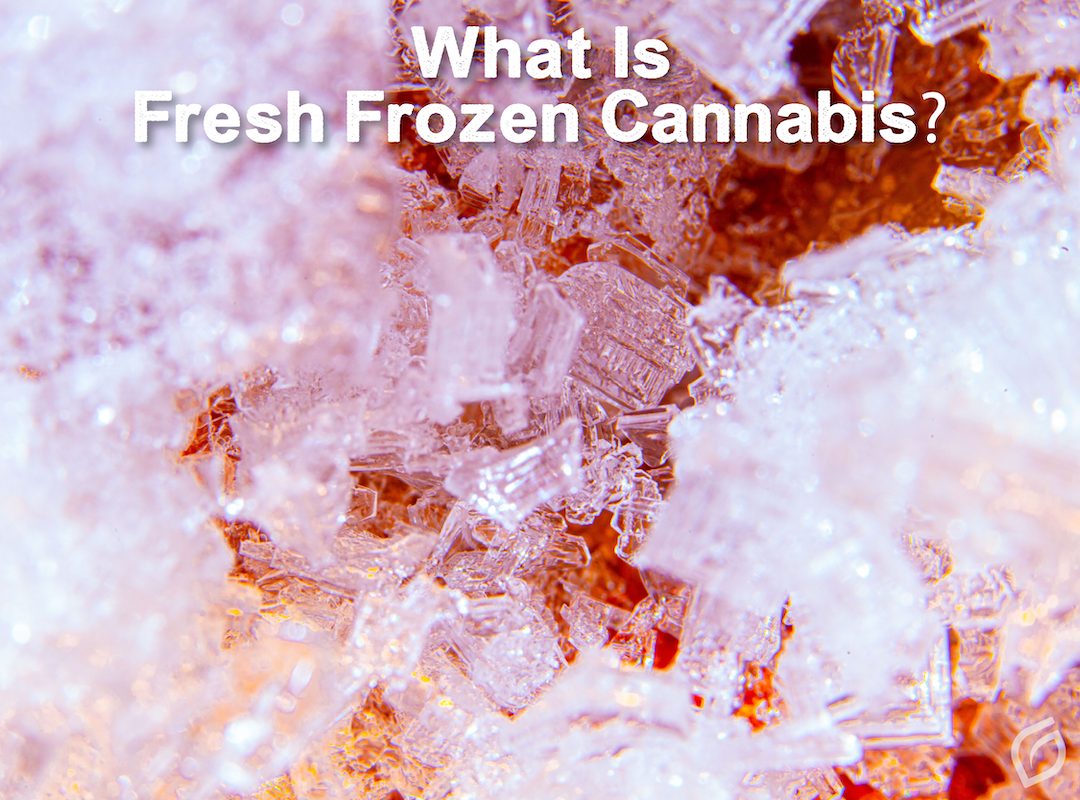 What is Fresh Frozen Cannabis?