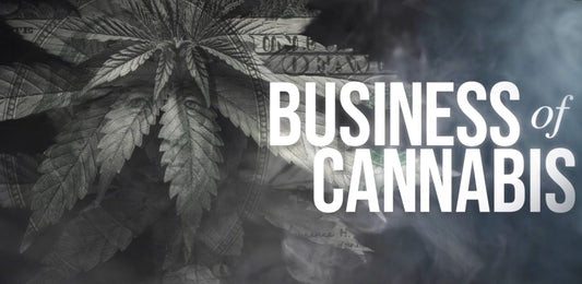 Business of Cannabis: A Paragraphic Documentary