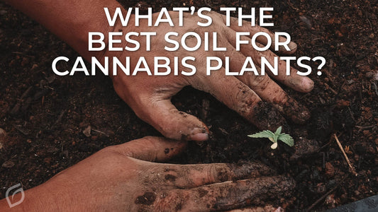 What’s the Best Soil for Cannabis Plants?