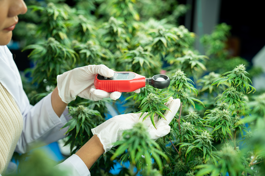 The Best Bud Moisture Meter for Every Type of Cannabis Grower