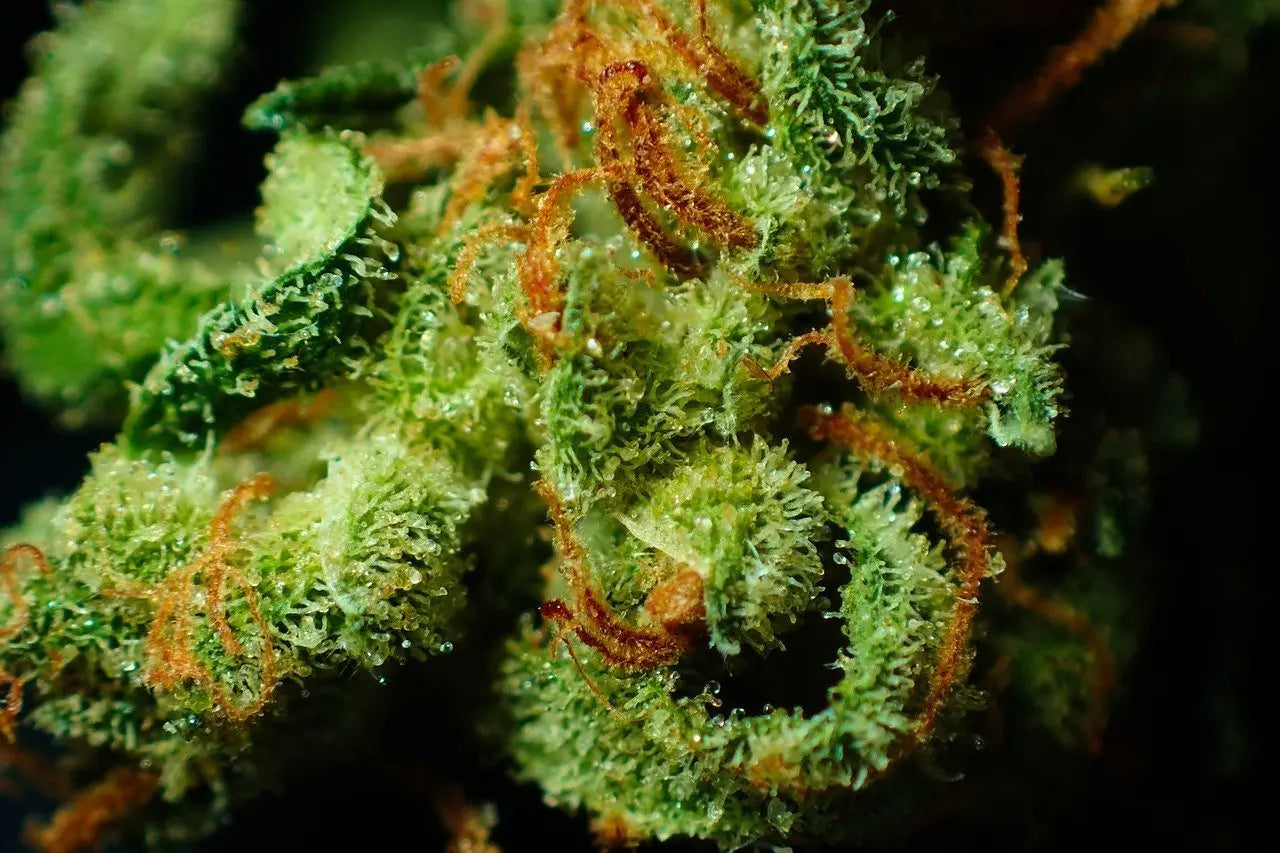 Cannabis Sweating | How-to and What You Need