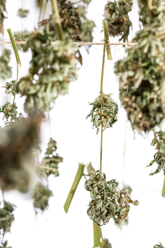 How to Dry Cannabis: The Complete Drying Guide