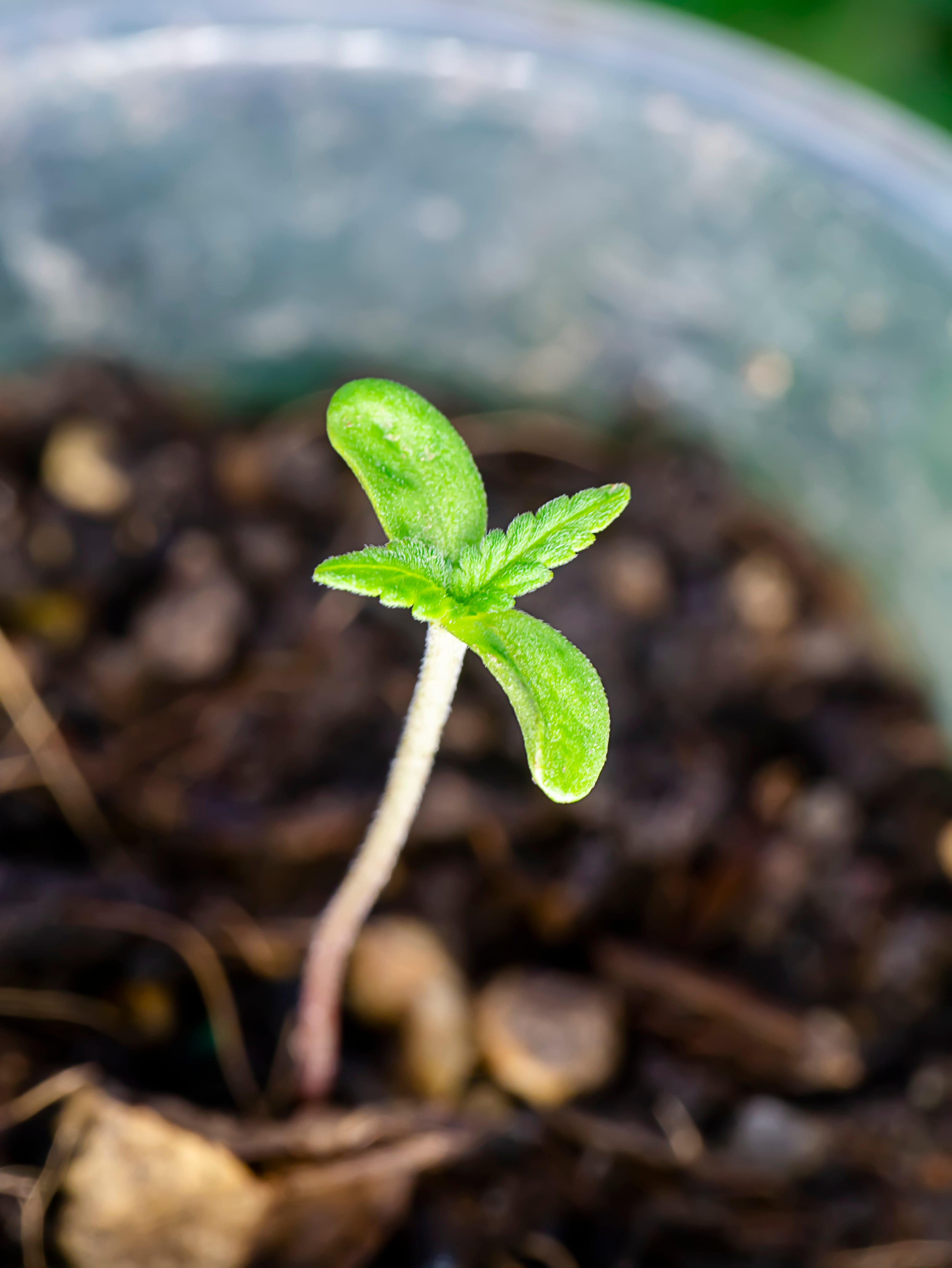 Weed Plant Stages: From Seed to Harvest