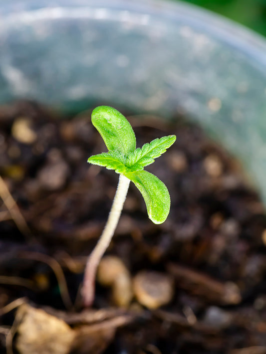Weed Plant Stages: From Seed to Harvest