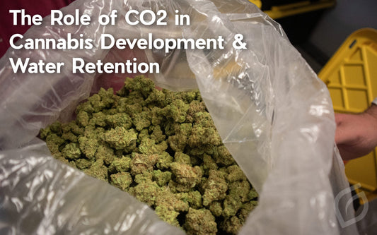 The Role of CO2 in Cannabis Development