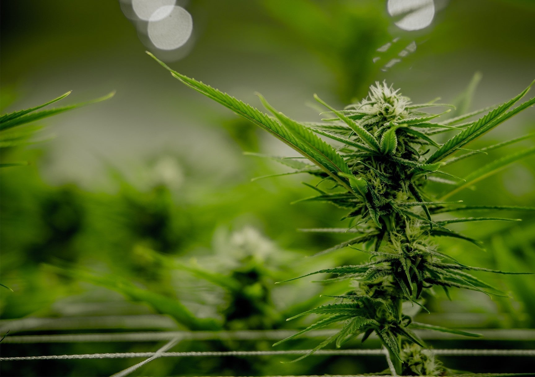 How to Identify and Prevent Moldy Weed