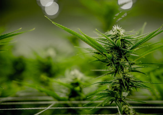 Women Who Grow: A Spotlight on Women of the Cannabis Industry