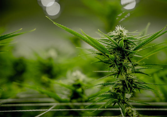 4/20 Guide to Video Games