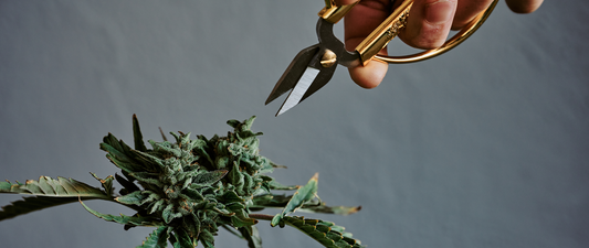 Cannabis flower being trimmed