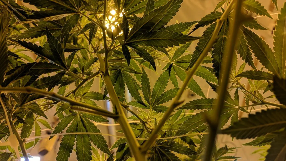 Cannabis Humidity Control Is Vital For Quality Buds and Here’s Why