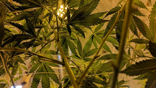 Cannabis Humidity Control Is Vital For Quality Buds and Here’s Why