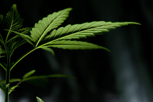 Grow Tip: Things to Consider When Buying Land for Growing Outdoor