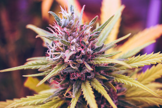 The Best Tips for How to Store Cannabis Concentrates
