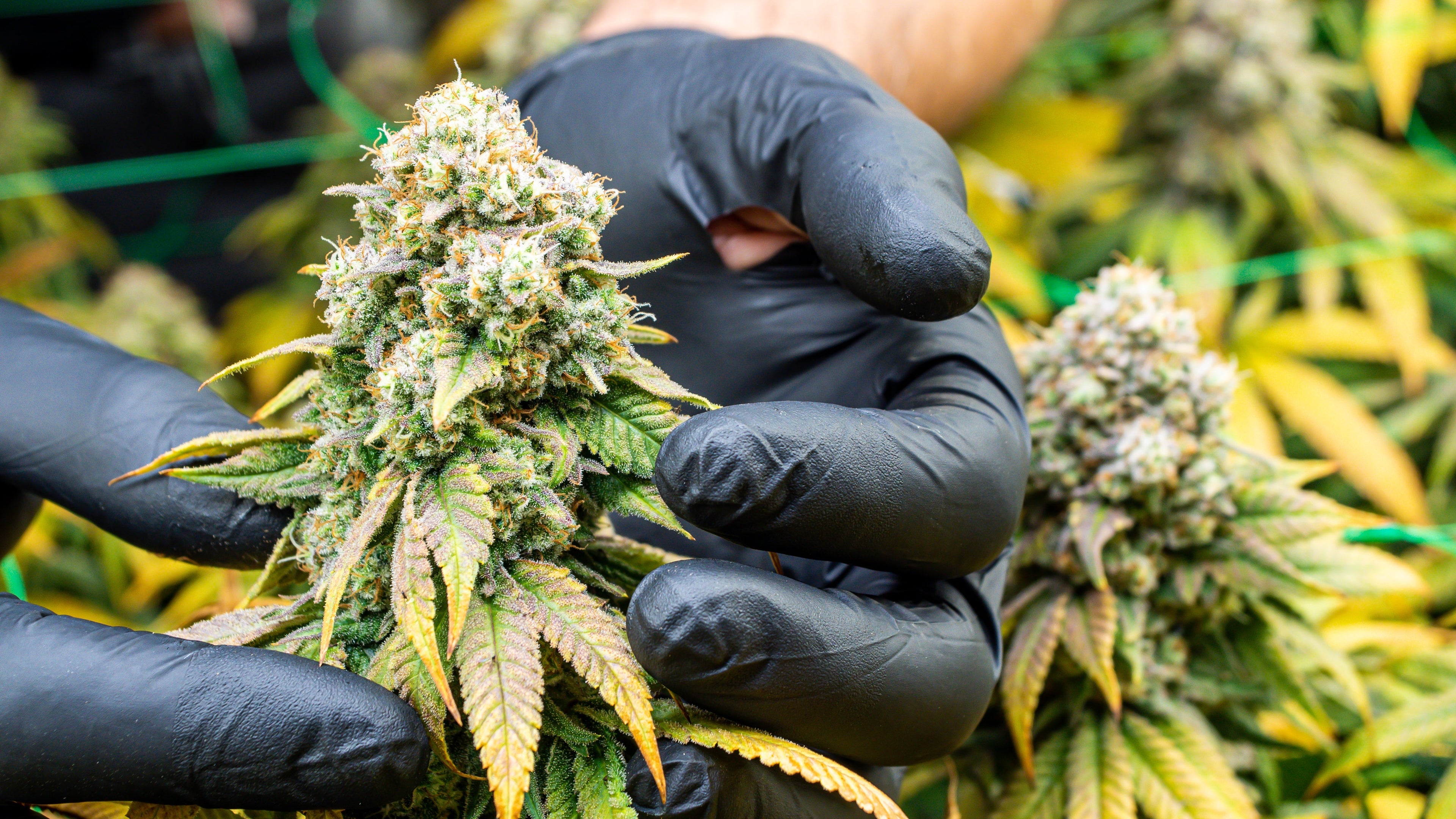 7 Expert Tips for a Better Cannabis Harvest Season
