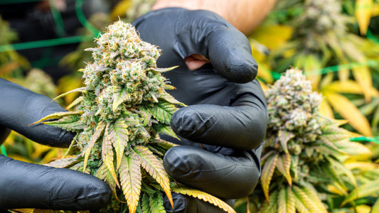 7 Expert Tips for a Better Cannabis Harvest Season