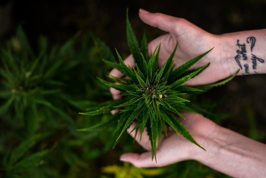 Cannabis Synergy and the Importance of Cannabinoids