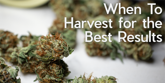 When to Harvest Cannabis Buds for the Best Results