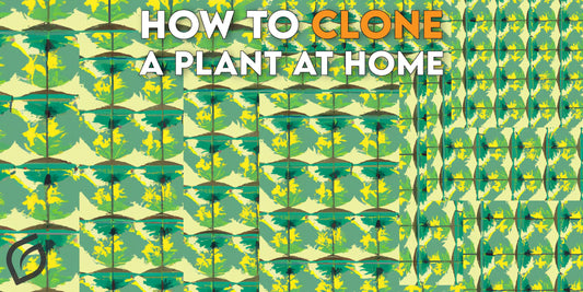How to Clone a Marijuana Plant at Home