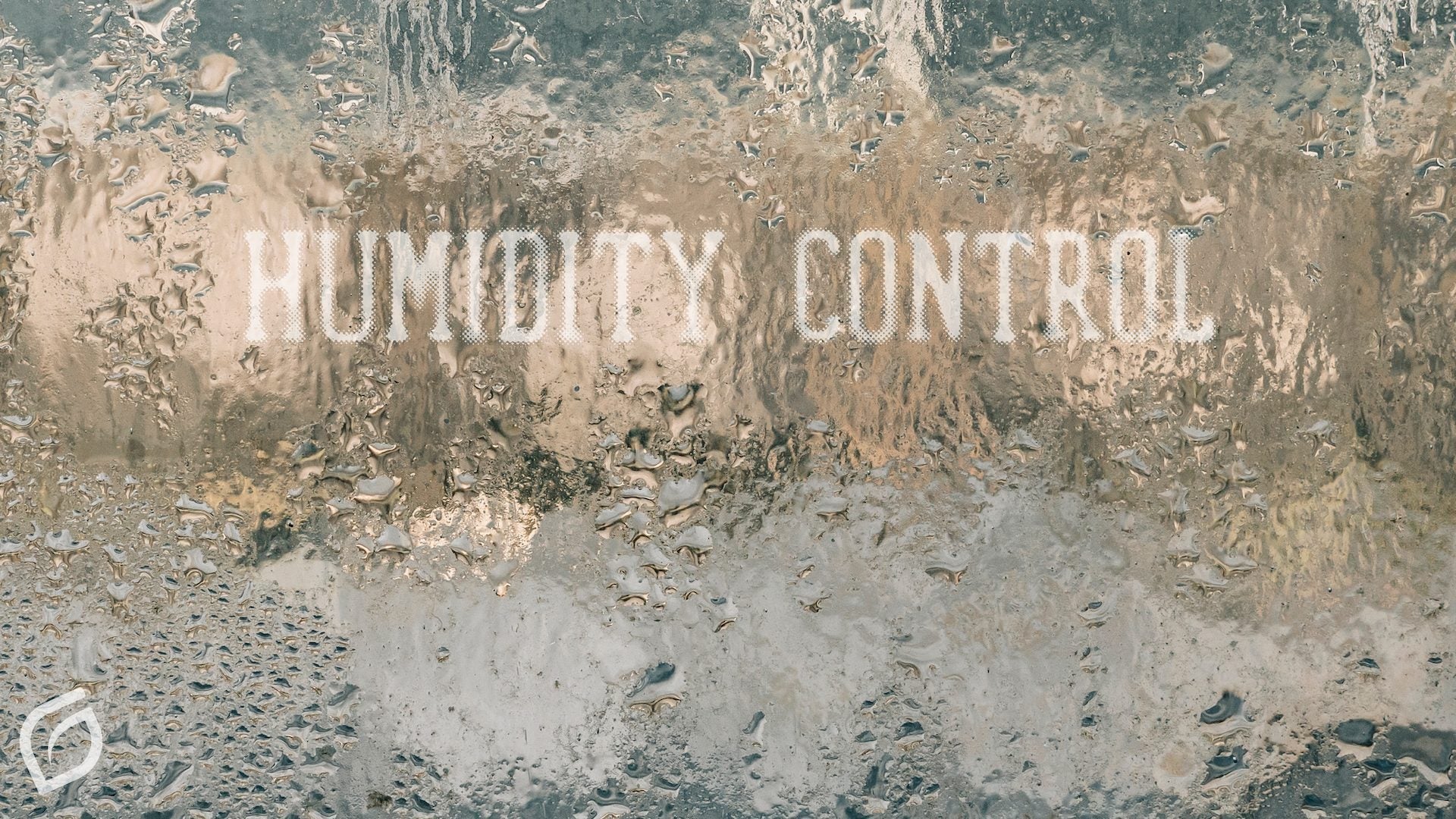 The Best Humidity for Cannabis from Seed to Storage