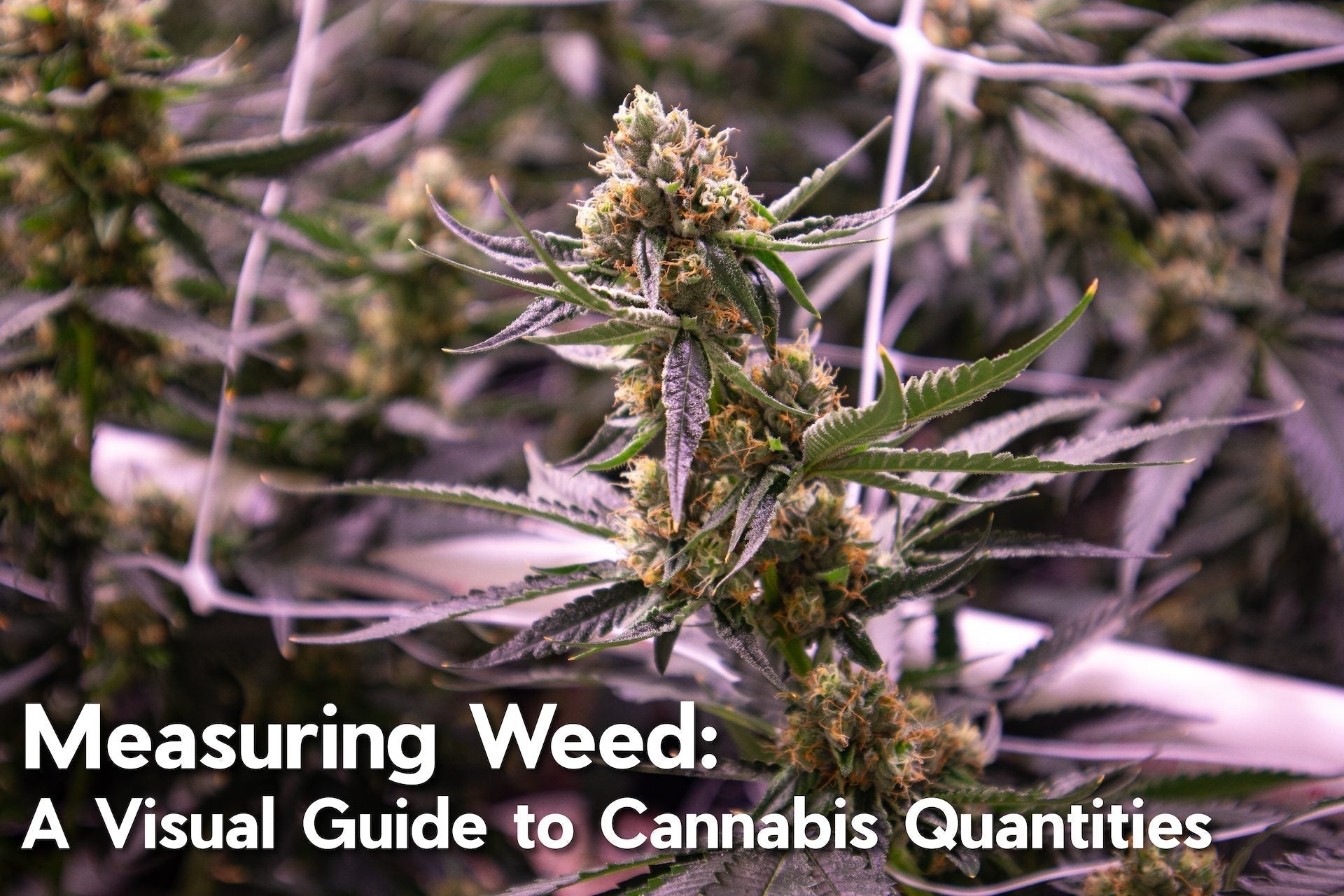 Weed Measurements: A Visual Guide to Cannabis Quantities