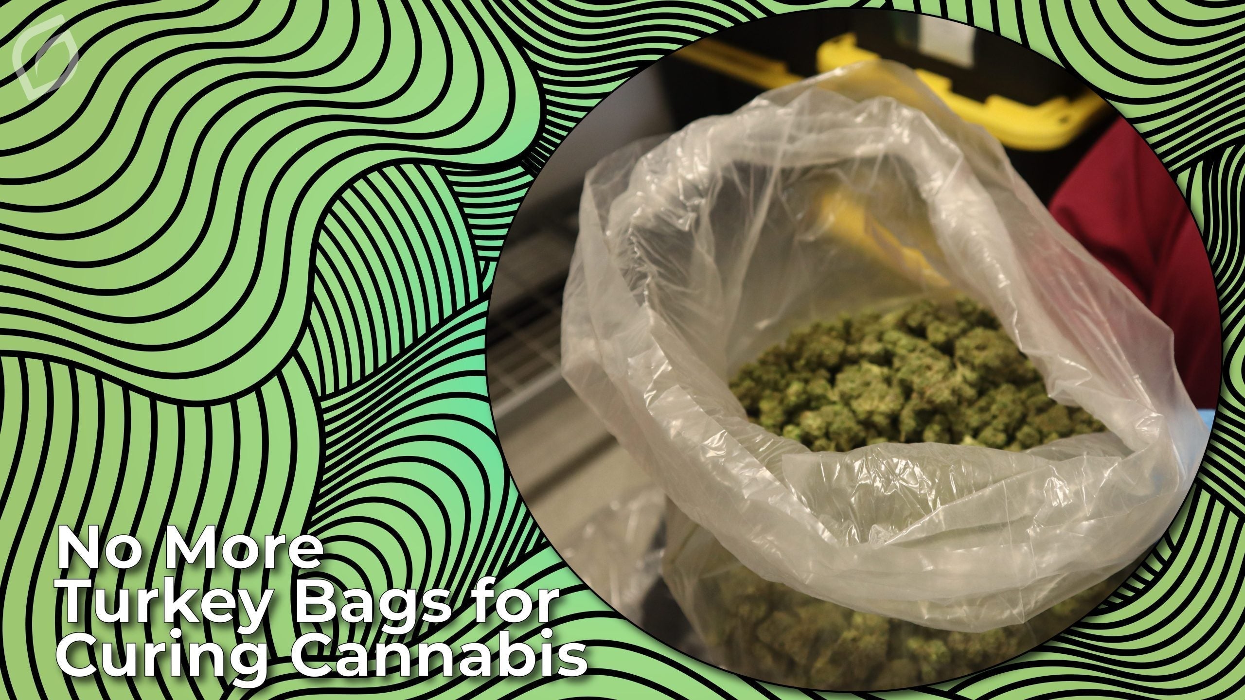 No More Turkey Bags for Curing Cannabis
