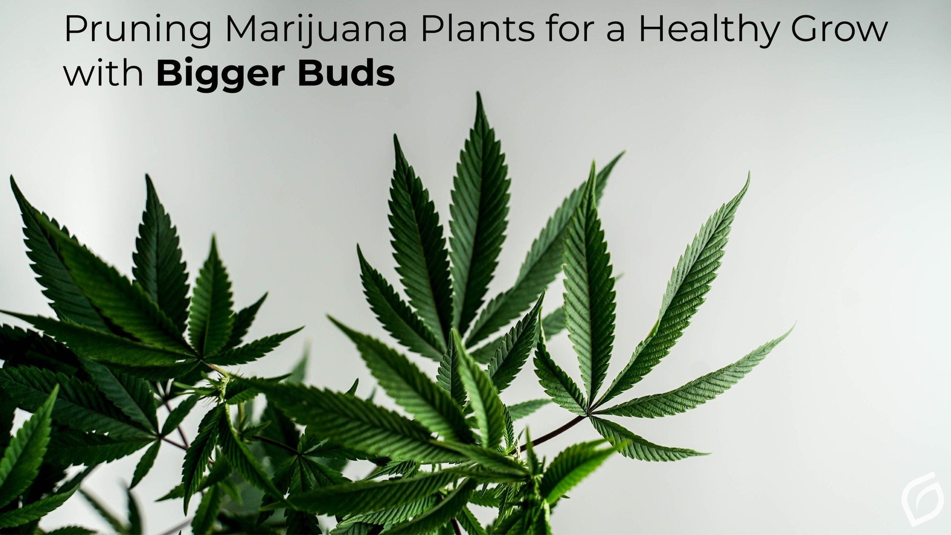 Pruning Cannabis Plants  Why, How, and When  Grove Bags