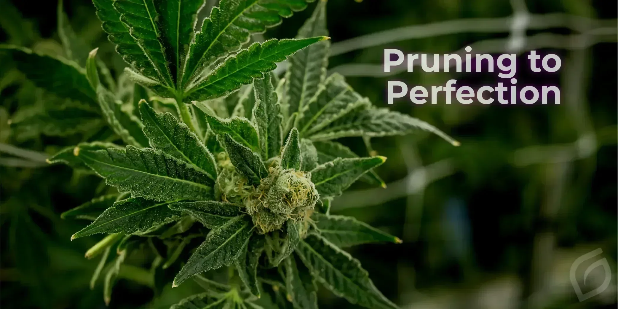 How to Prune Autoflowers for Optimal Growth and Yield