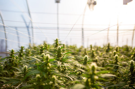 Get Ready for Hemp Season: 4 Things You Should Know To Be Prepared