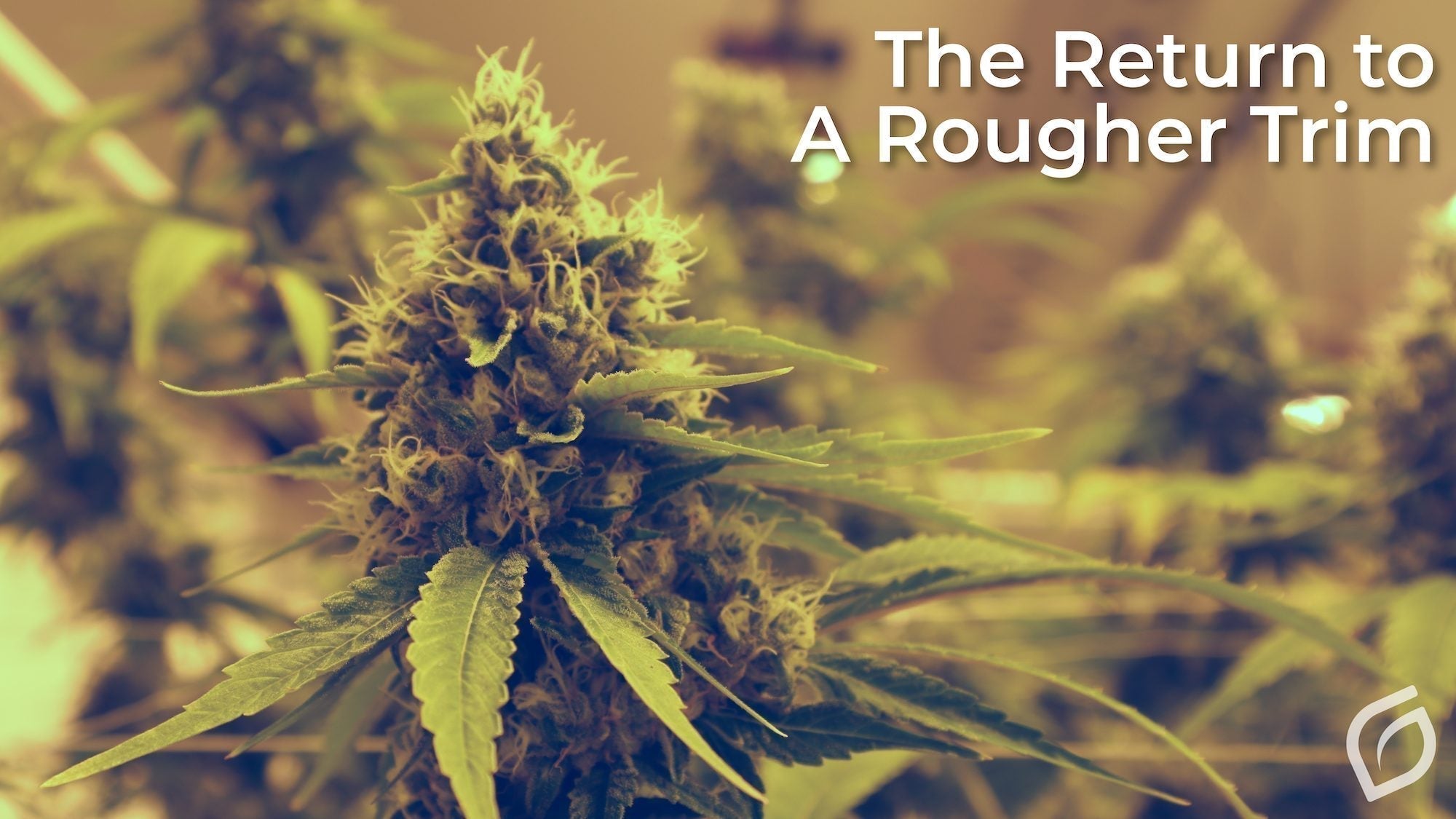 Why So Many Growers Are Returning to Rough-Trim Cannabis