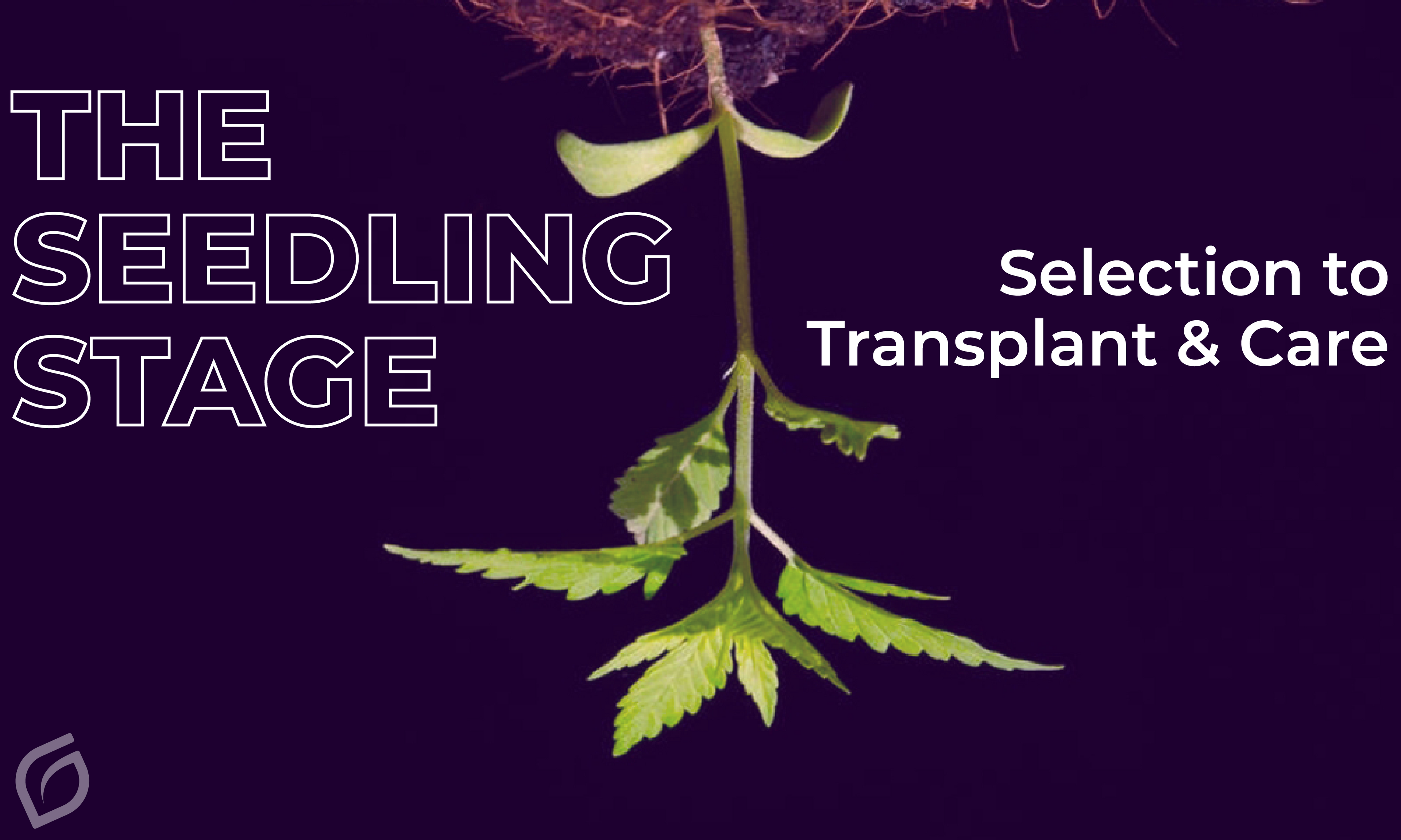 The Seedling Stage: Selection to Transplant and Care