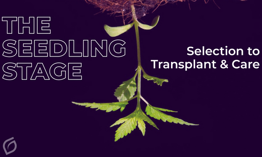 The Seedling Stage: Selection to Transplant and Care