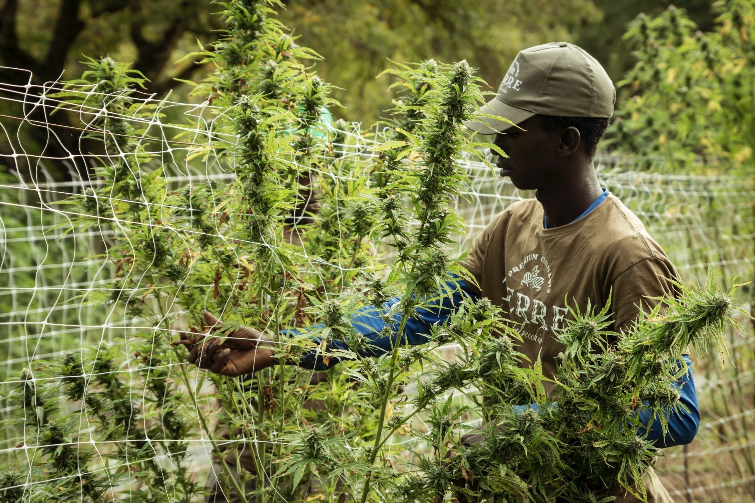Cannabis Defoliation: The Benefits and How-to Guide
