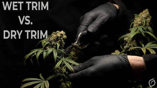 Wet Trim vs. Dry Trim