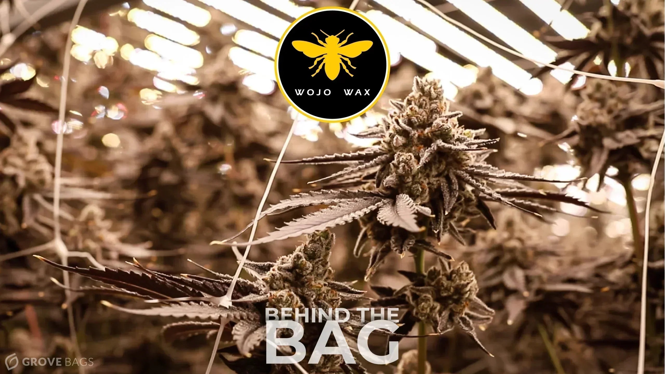 WoJo Co’s Roots: A Passion for Quality Cannabis
